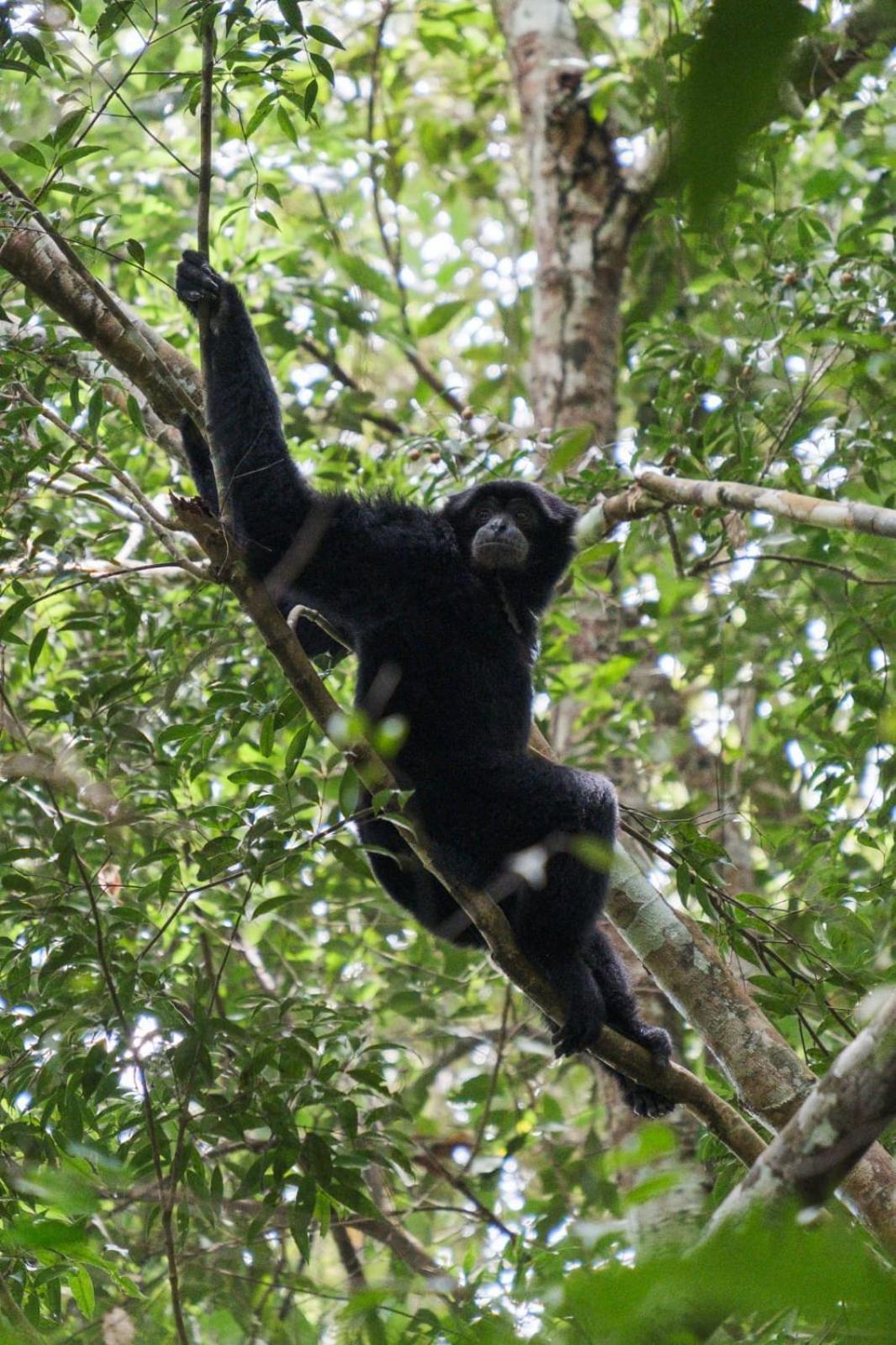 Magpie Homestay & Jungle Trekking Especially For Guest Trekking With Us Букит-Лаванг Экстерьер фото