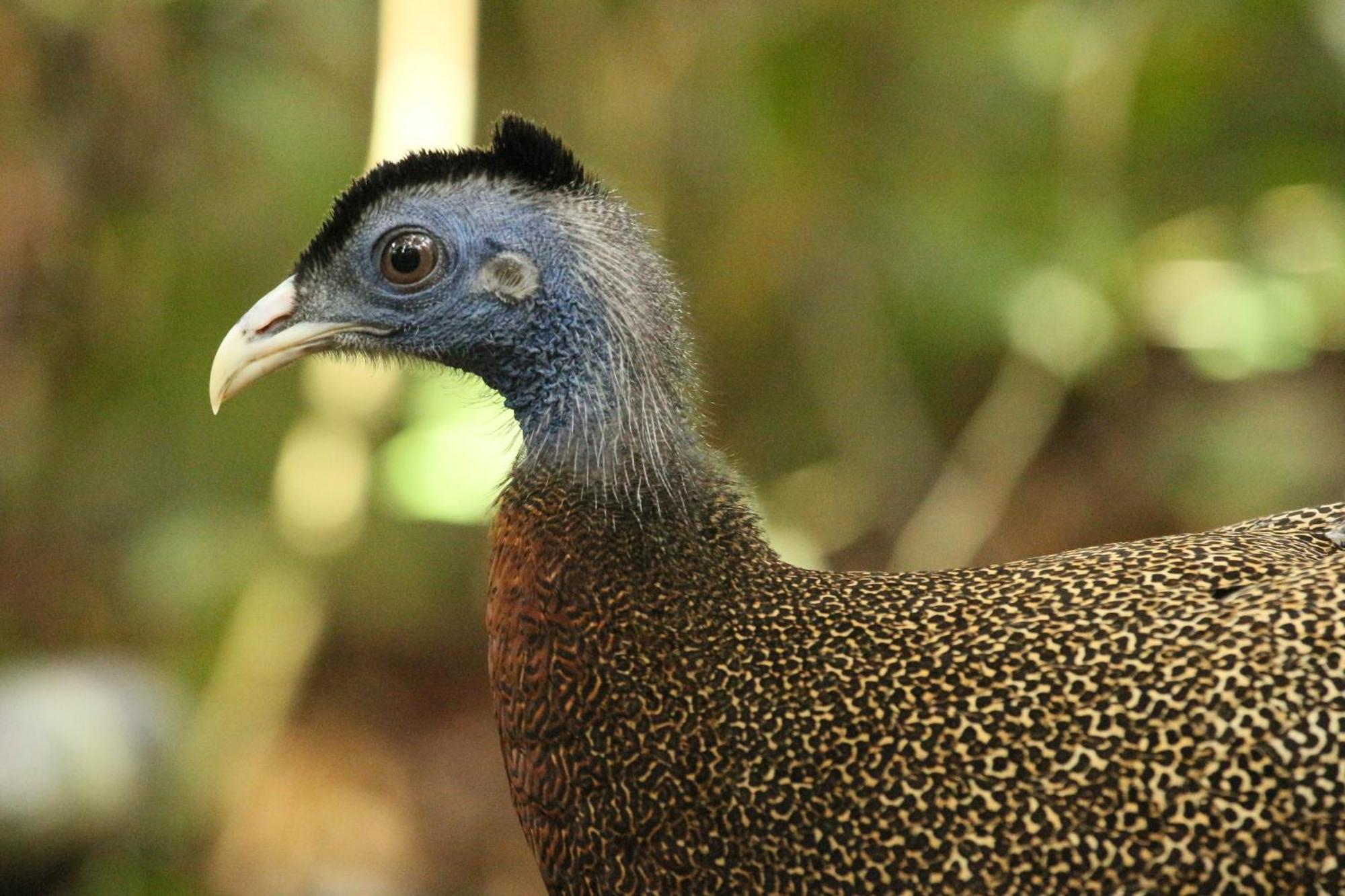 Magpie Homestay & Jungle Trekking Especially For Guest Trekking With Us Букит-Лаванг Экстерьер фото