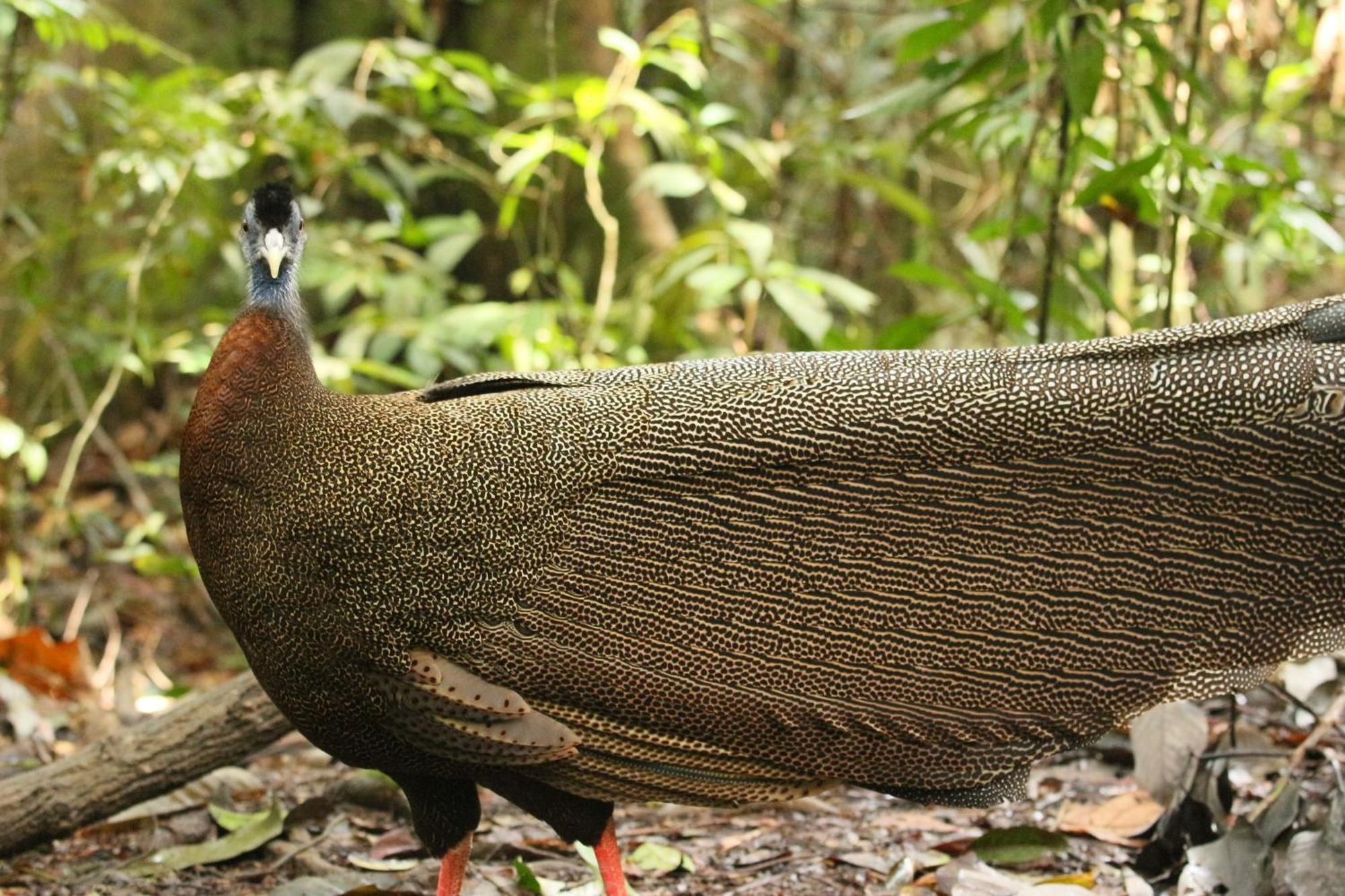 Magpie Homestay & Jungle Trekking Especially For Guest Trekking With Us Букит-Лаванг Экстерьер фото