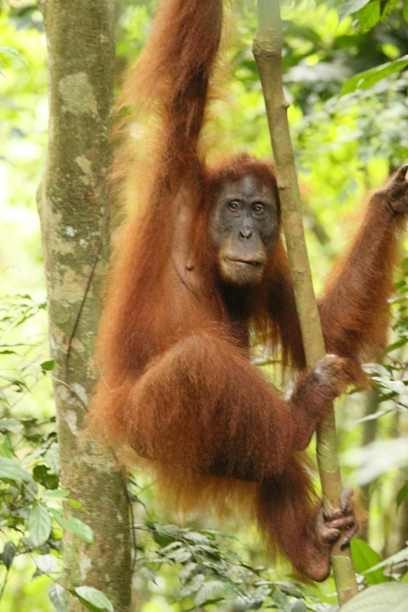 Magpie Homestay & Jungle Trekking Especially For Guest Trekking With Us Букит-Лаванг Экстерьер фото